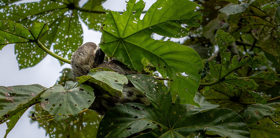 A sloth rests among large, green leaves in a lush tree canopy. The leaves are marked with holes, and the background is a bright sky.