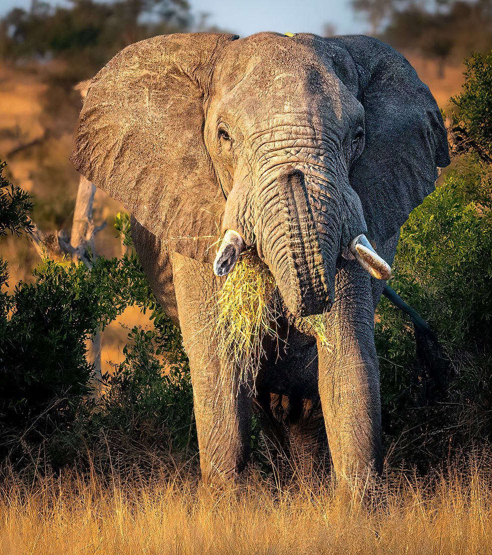 Elephant eating grass in a sunlit savanna. Large ears spread wide, surrounded by green bushes and dry grass. Calm and natural setting.