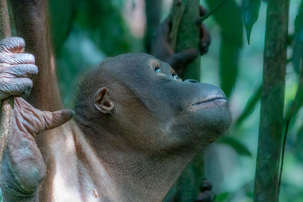 an Orangutan at Sepilok Orangutan Rehabilitation Center