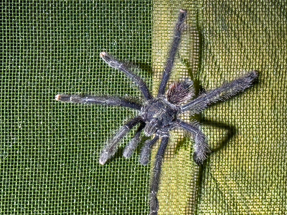 A tarantula on a green mesh screen. The spider's hairy legs and dark body are prominent, contrasting with the vibrant green background.