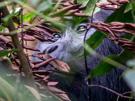 Mountain Gorilla Trekking in Uganda: An Hour That Changed Everything