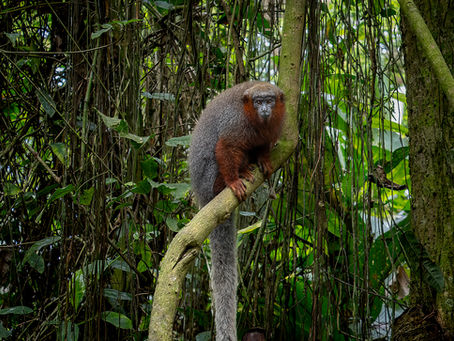 How to Visit Isla de los Monos Independently: A Very DIY Monkey Adventure