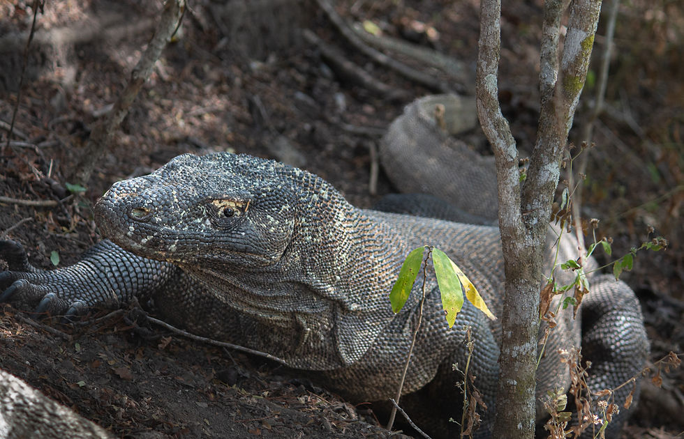 Komodo dragon resting on the forest floor, camouflaged in dappled sunlight among dry leaves and branches, exuding a calm presence.