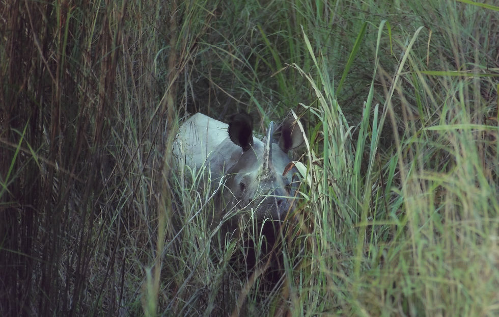 a rhinoceros stands in the tall grass, looking towards the camera in Chitwan National Park, Nepal
