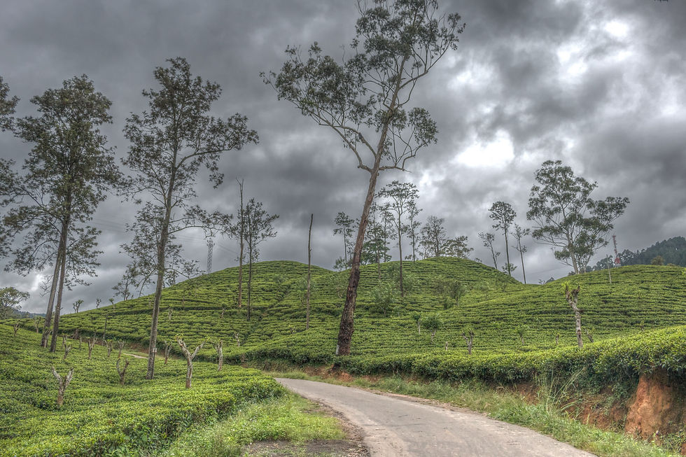 Winding road through lush green tea plantations under a cloudy gray sky, with scattered tall trees and rolling hills creating a serene mood.