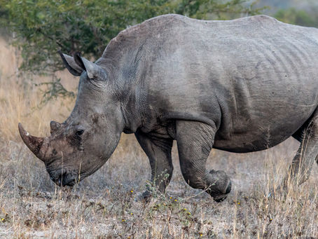 Nuts and Bolts: Travel Tips for Visiting Kruger National Park