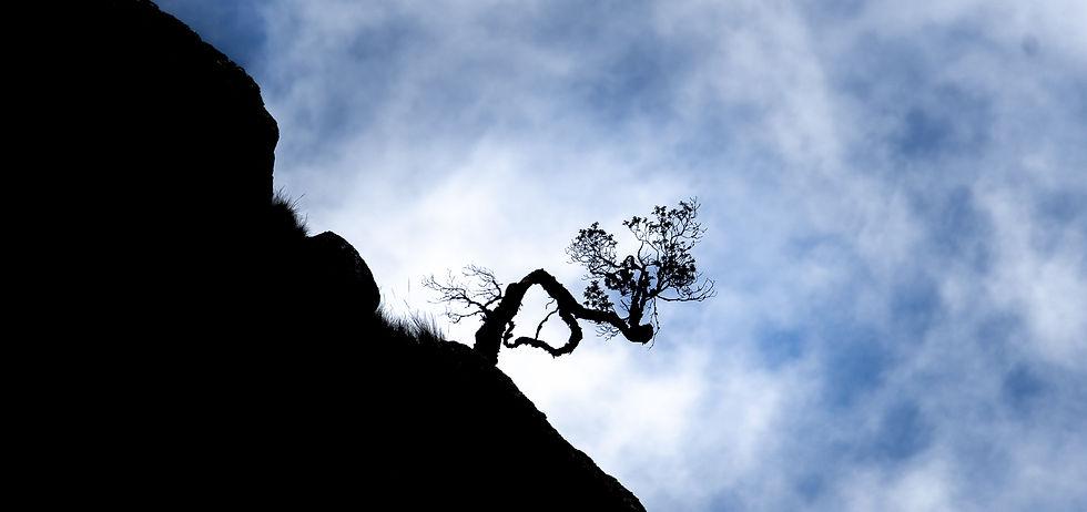 Silhouetted tree clings to a rocky cliff under a cloud-filled sky, creating a dramatic and serene contrast against the blue and white backdrop.