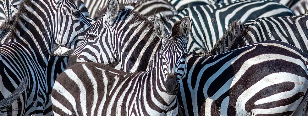 Close-up of a group of zebras with striking black and white stripes. The pattern creates a mesmerizing, almost abstract visual effect.