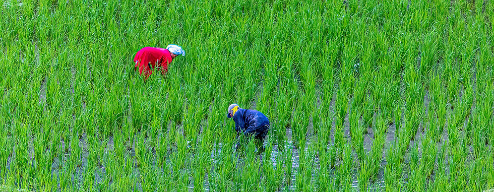 Two people in a lush, green rice field. One in a red outfit, one in blue, bent over working. Bright and vibrant setting.