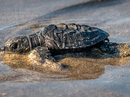 Kuta Beach Turtle Release: A Heartwarming Escape from Bali’s Most Overrun Shore