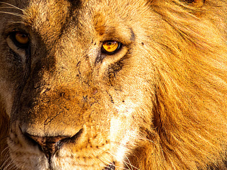 Nuts and Bolts: Travel Tips for a Safari in the Masai Mara