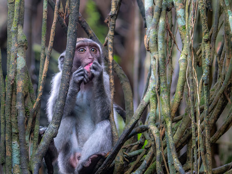 Tales from the Ubud Sacred Monkey Forest: A Local's Perspective