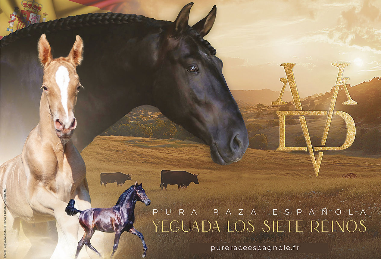Elevage Siete Reinos, chevaux Pure Race Espagnole à vendre en Normandie, France