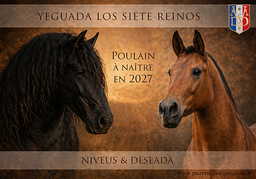 27_NIVEUS_DESEADA.jpg