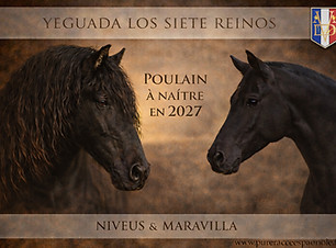 2027_NIVEUS_MARAVILLA.jpg