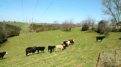 The Cox Family Farms photo