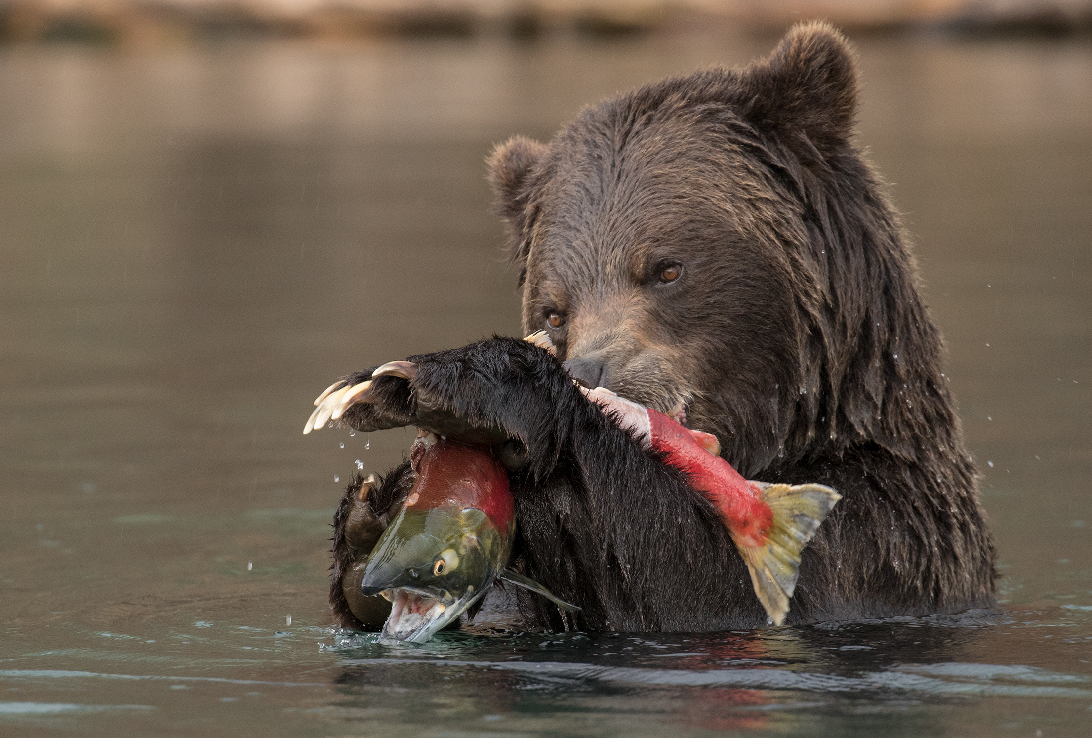 BC Grizzly Bears Hemmings Photo Tours British Columbia
