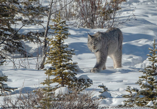 Male Canadian Lynx Hemmings Photo Tours