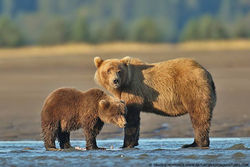 Grizzly Bear Mother and Cub Alaska
