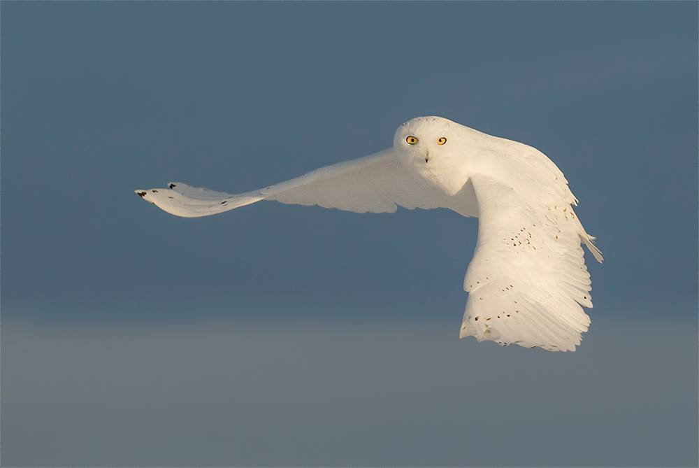 Snowy Owls Birds In Flight Photography Jan 2025 69b040 152d2c62118d46eba1c2ecc816c86438~mv2