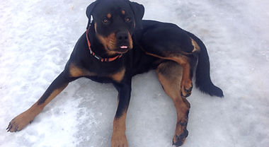 Trooper Rottweiler in snow_edited.jpg