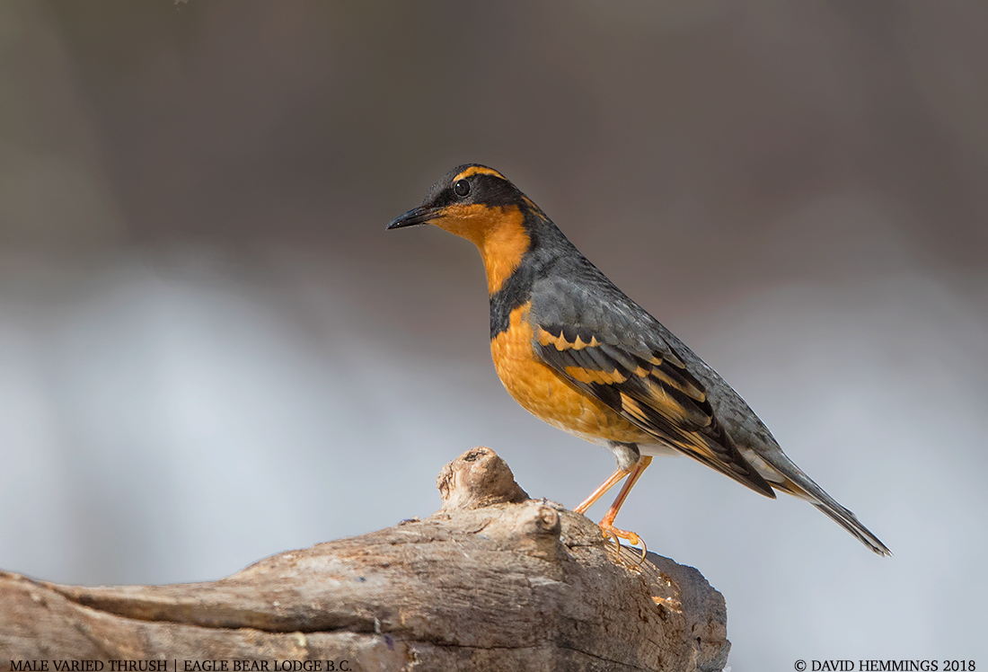 BC Spring Birds and more Hemmings Photo Tours British Columbia