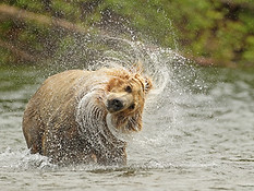 Grizzly Bear Splash David Hemmings.jpg
