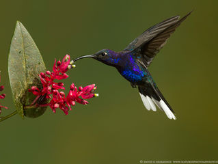 Hummingbirds of Costa Rica and Ecuador