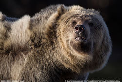 BC Grizzly Bear Tour