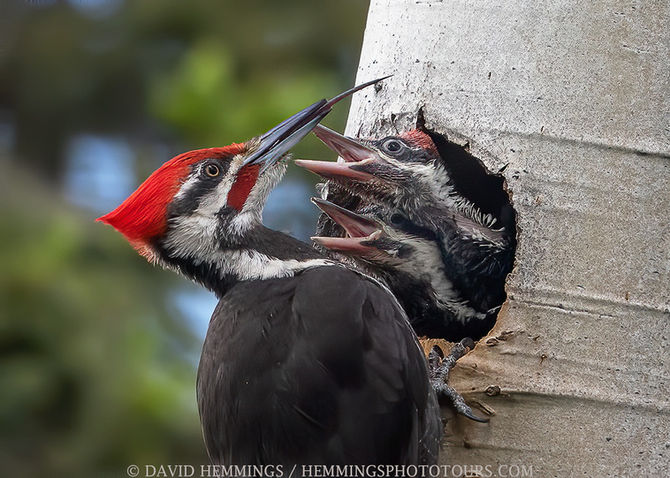 Woodpecker with nesting chicks