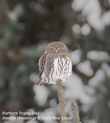 Northern Pygmy-Owl