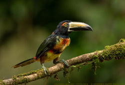 Collared Aracari CR 2021