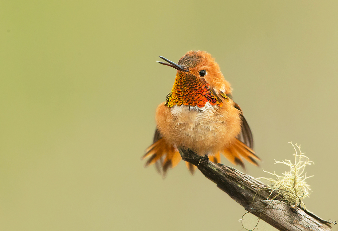BC Spring Birds and more Hemmings Photo Tours British Columbia