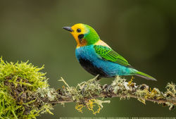 Multi colored tanager David Hemmings