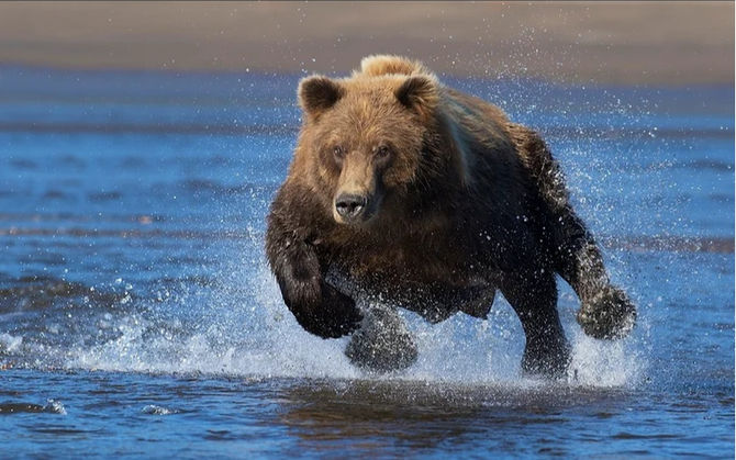 Experience the Thrill of Salmon Runs and Capturing Grizzly Bears in Their Element- Join us Alaska Bears August 2026!