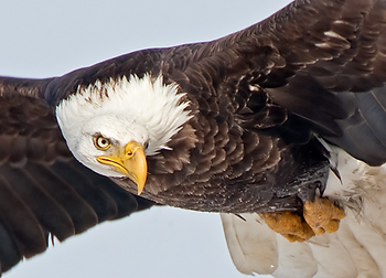Bald-Eagles-of-Utah-Farmington-Bay.png