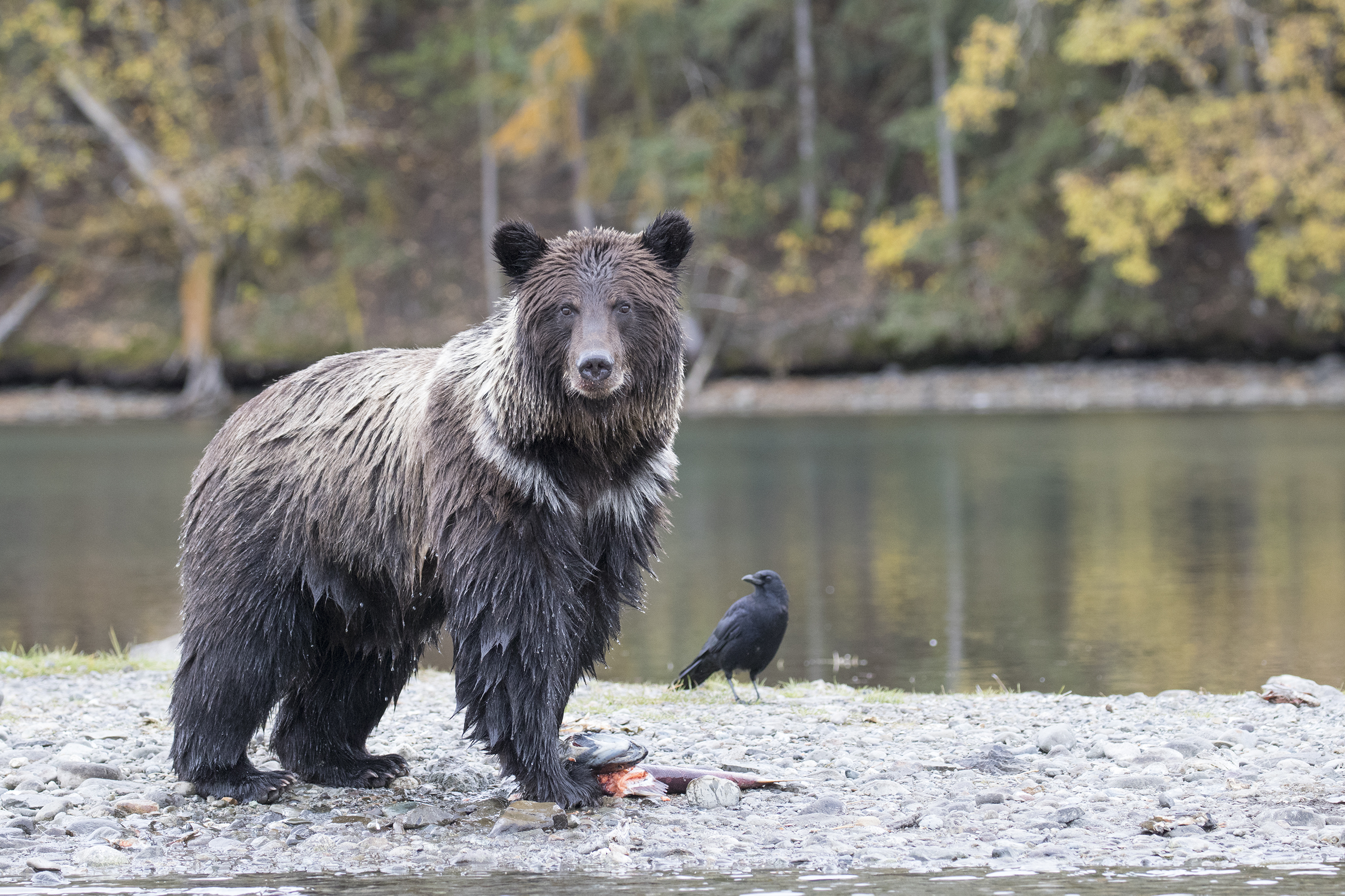 BC Grizzly Bears Hemmings Photo Tours British Columbia