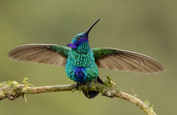 Violet Ear Hummingbird David Hemmings