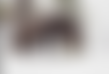 Black morph fox, fox photography