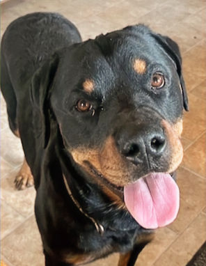 Close-up view of a concerned pet owner holding a flyer for a missing dog