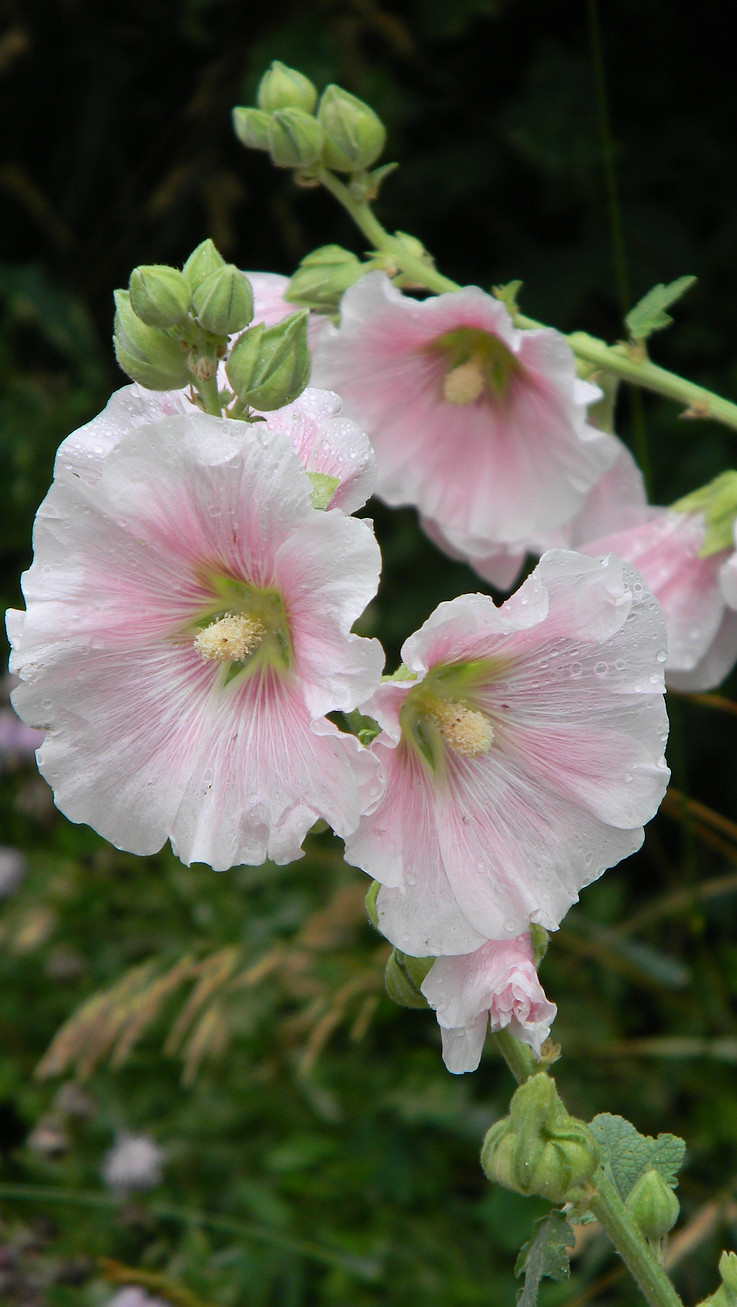 DSCN4201.JPG