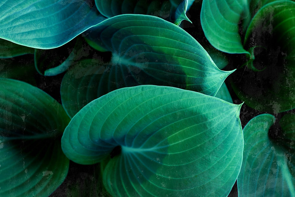 Image by Greg Rosenke