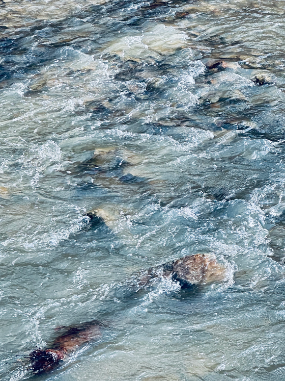 Ode to Dad and Mingo Creek