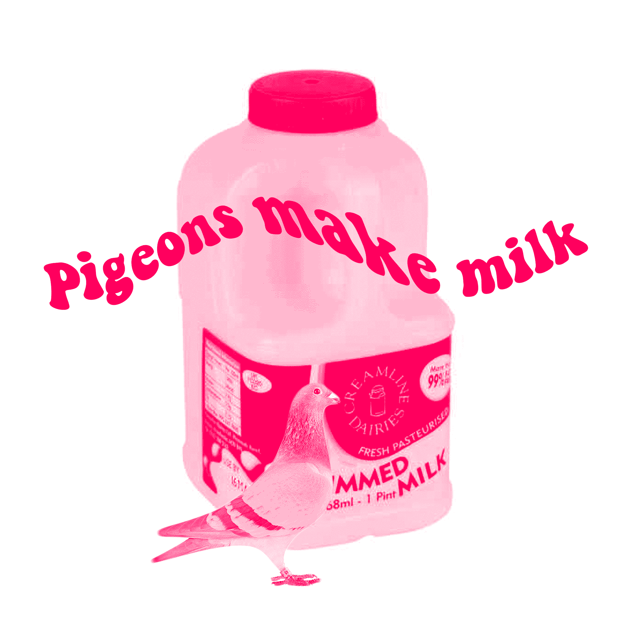 pigeons-make-milk