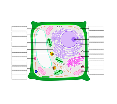 cell2.PNG