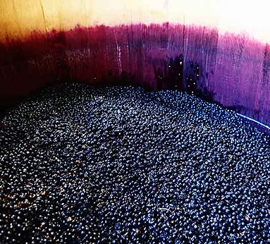 Wine_Grapes.jpeg