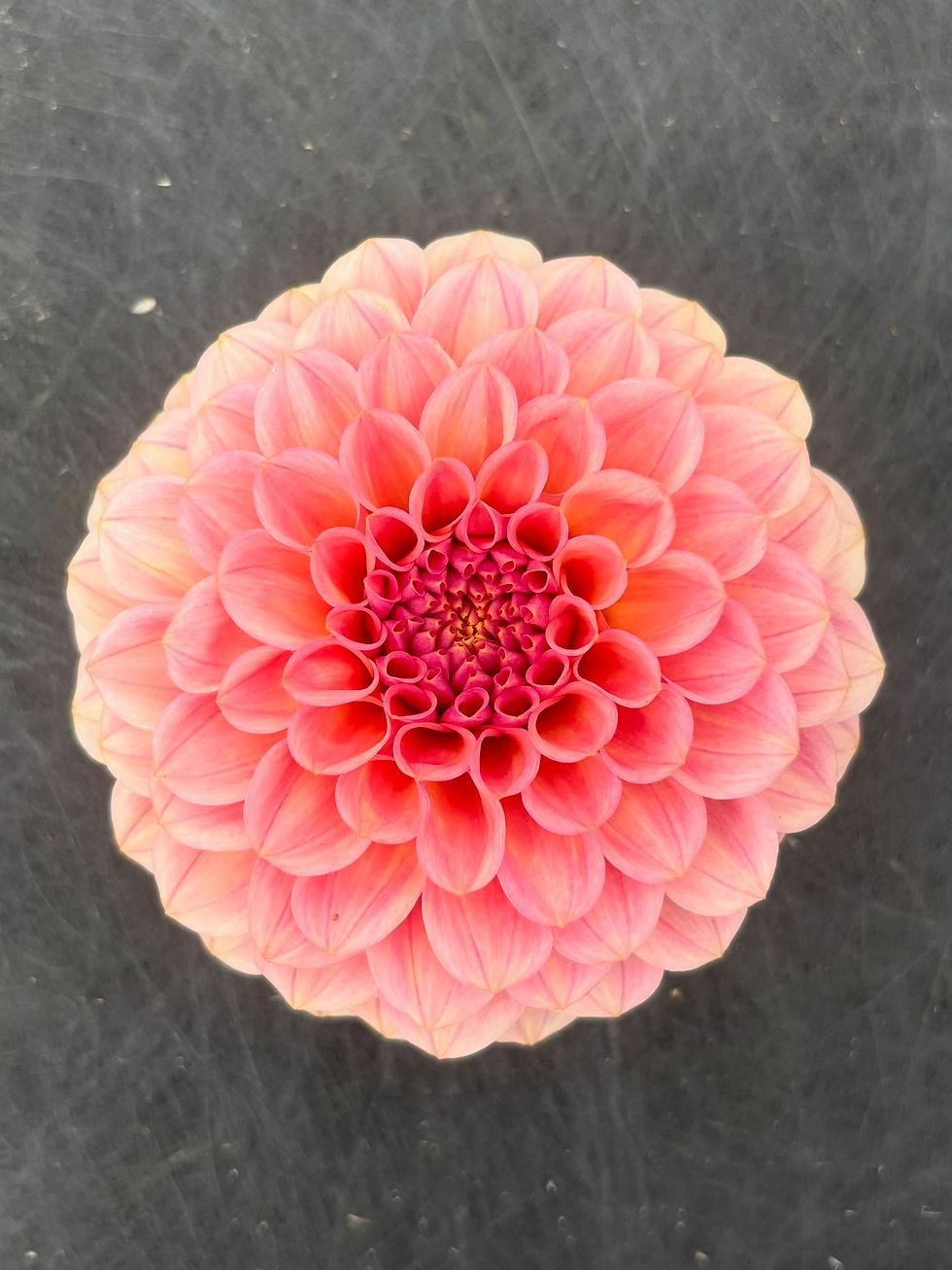 Pompton Lakes Spring Stroll