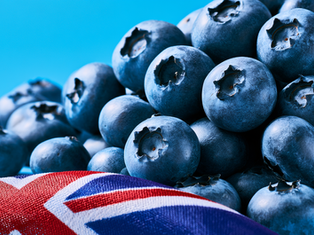 British Blueberry Demand At Record High Amid Excellent Quality This Year