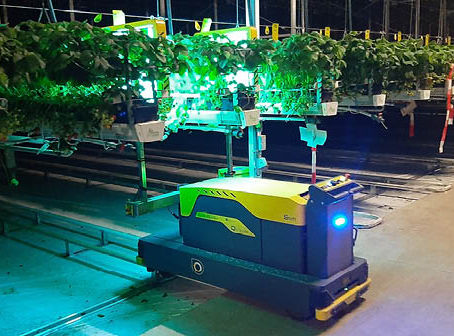 Belgian Strawberry Sector Slashes Fungicide Use With UV-C Technology