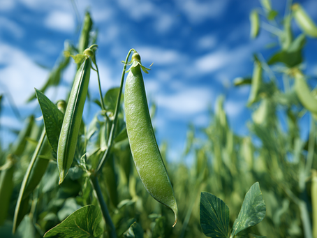 New Pea Trials Tackle £65m Virus Losses